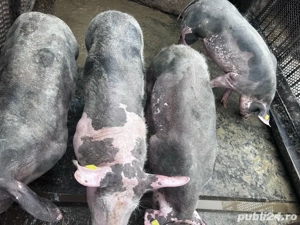 porci grasuni  - imagine 2