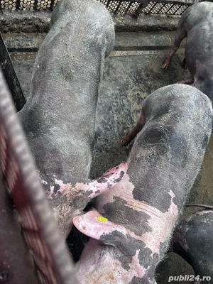 porci grasuni  - imagine 4