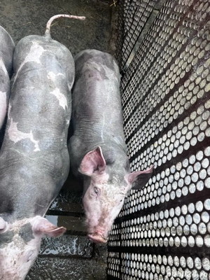 vand purcei  - imagine 4