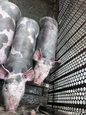 vand purcei  - imagine 2