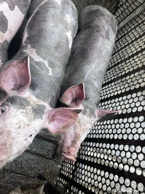 vand purcei  - imagine 3