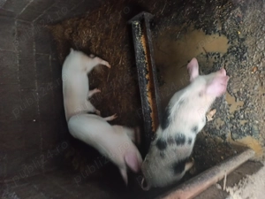 Vand purcei - imagine 2