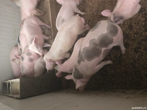 Vand purcei - imagine 3