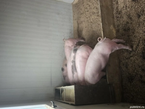 Vand purcei - imagine 2