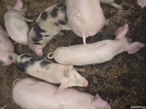 Vand purcei - imagine 4