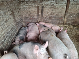 Vand porci rasa de carne nu sunt de ferma au coada - imagine 3