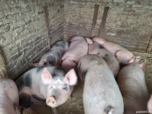 Vand porci rasa de carne nu sunt de ferma au coada - imagine 2