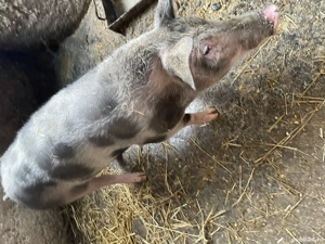 Vand grasune pietran  - imagine 5