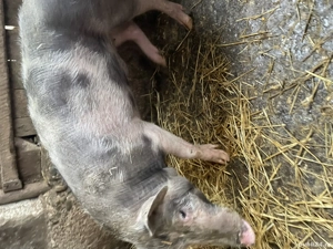 Vand grasune pietran  - imagine 2