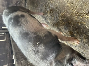 Vand grasune pietran 