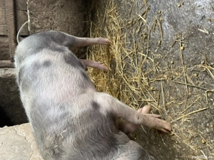 Vand grasune pietran  - imagine 4