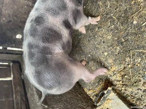 Vand grasune pietran  - imagine 3