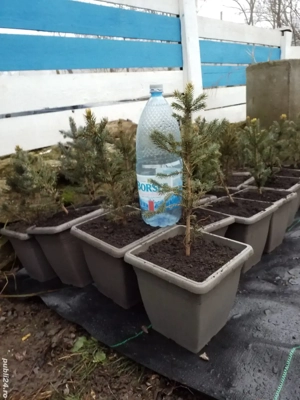 Vănd Puieti Brad Argintiu la Vas