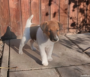 Foxterrier cu păr neted  - imagine 4