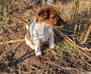 Foxterrier cu păr neted  - imagine 2