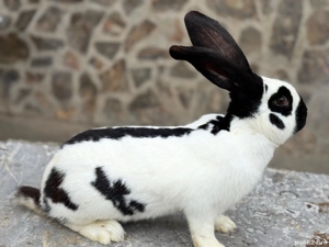 Schimb mascul Pestrit German  - imagine 2