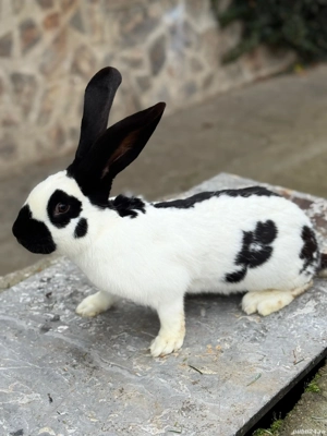 Schimb mascul Pestrit German  - imagine 3