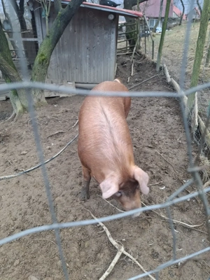 Durok crescut in mediu natural - imagine 2