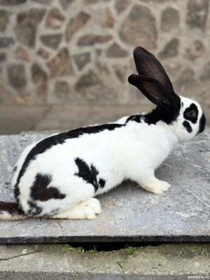 Schimb mascul Pestrit German  - imagine 5