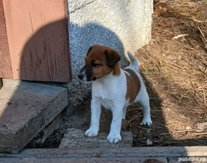 Foxterrier cu păr neted  - imagine 3