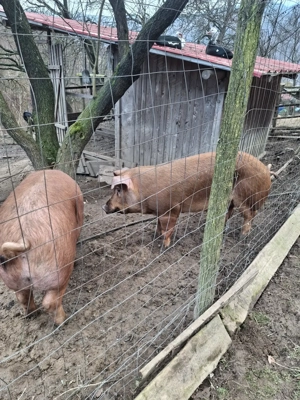 Durok crescut in mediu natural - imagine 5