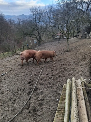 Durok crescut in mediu natural - imagine 3