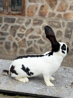 Schimb mascul Pestrit German  - imagine 4