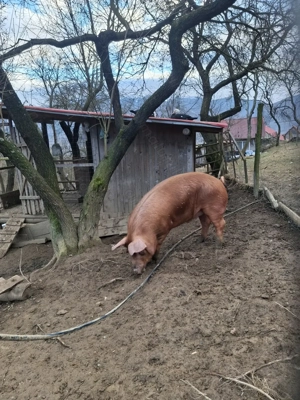 Durok crescut in mediu natural