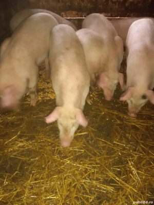 Purcei de vânzare   rasa Marele Alb - imagine 2