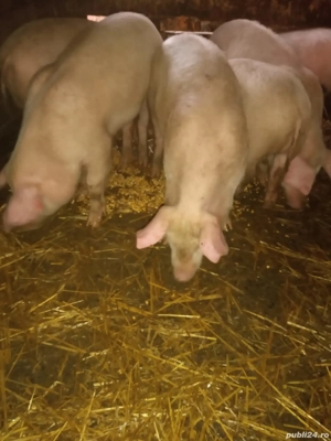 Purcei de vânzare   rasa Marele Alb - imagine 4