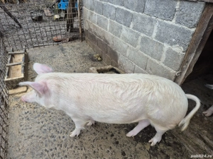 Vand scroafa gestanta in 3 luni si  1 sapta