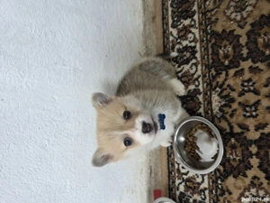 vand catel corgi - imagine 2