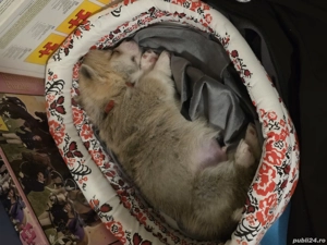 vand catel corgi - imagine 4