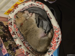 vand catel corgi - imagine 5