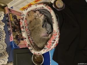 vand catel corgi - imagine 3