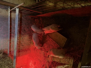 Purcei de vanzare - imagine 4