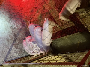 Purcei de vanzare - imagine 3