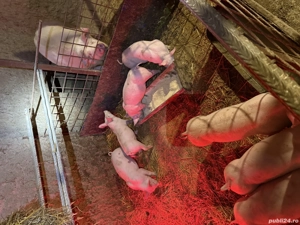 Purcei de vanzare - imagine 2