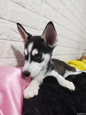 Pui Husky Siberian - imagine 2