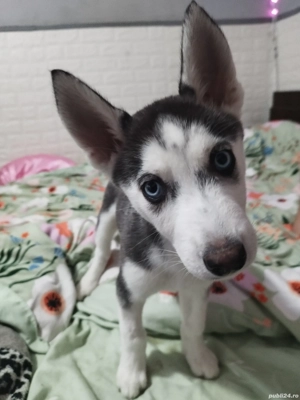 Pui Husky Siberian - imagine 4