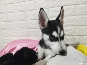 Pui Husky Siberian - imagine 3