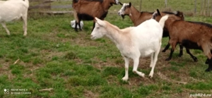 Vând capre  - imagine 2