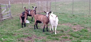 Vând capre  - imagine 3