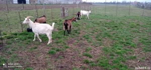 Vând capre  - imagine 4