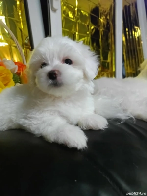 Bichon mini toy - imagine 2