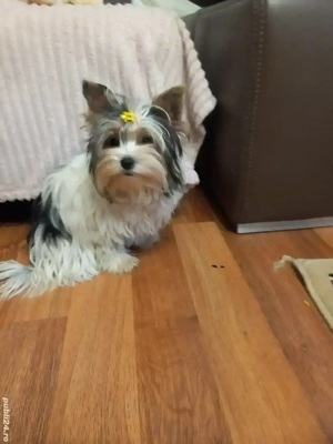 Vind Yorkshire Biewer Terrier