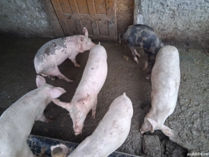 grasuni de vanzare  - imagine 4