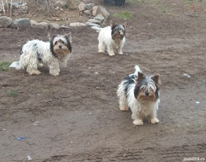 Vind Yorkshire Biewer Terrier - imagine 3