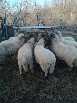 Vand berbecuti din primavara - imagine 2