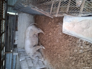 Porci de tara  - imagine 3